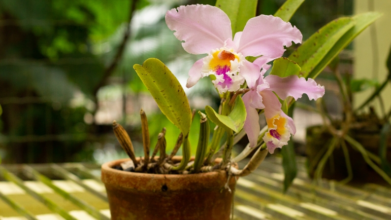 Glossário de jardinagem frutos