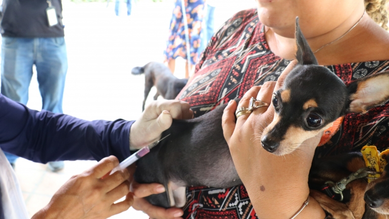 Recife e Olinda promovem vacinação antirrábica para cães e gatos neste  sábado (11) - Folha Pet - Folha PE