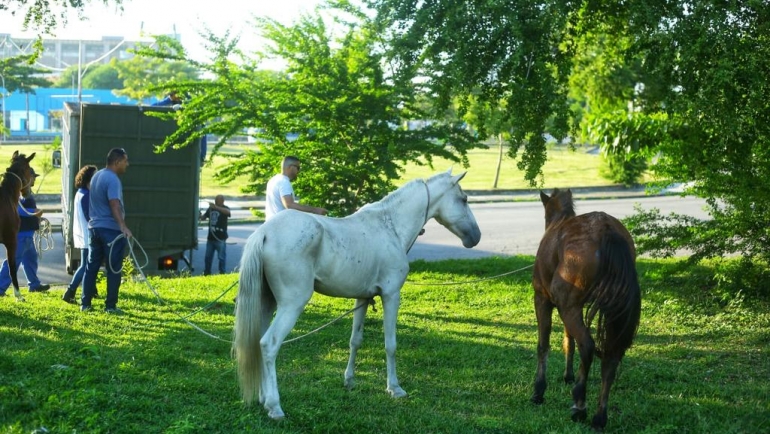 Problema histórico, cavalos soltos tomam conta do Grande Recife